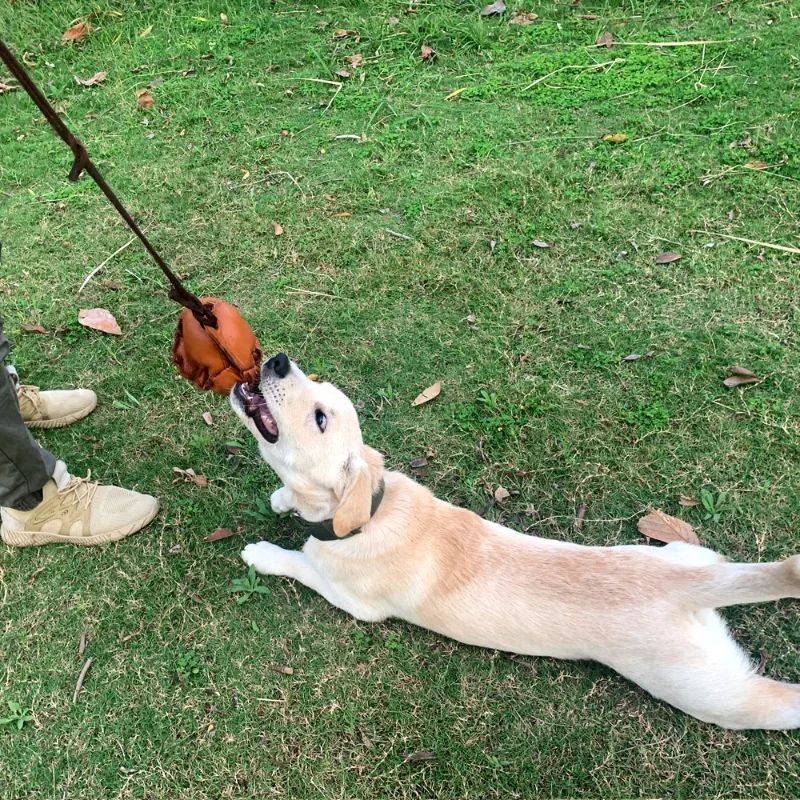 Leather Dog Training Ball with Handle
