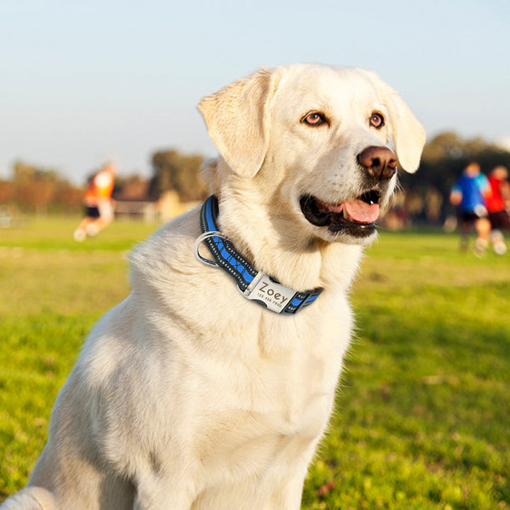 Reflective nylon pet collar