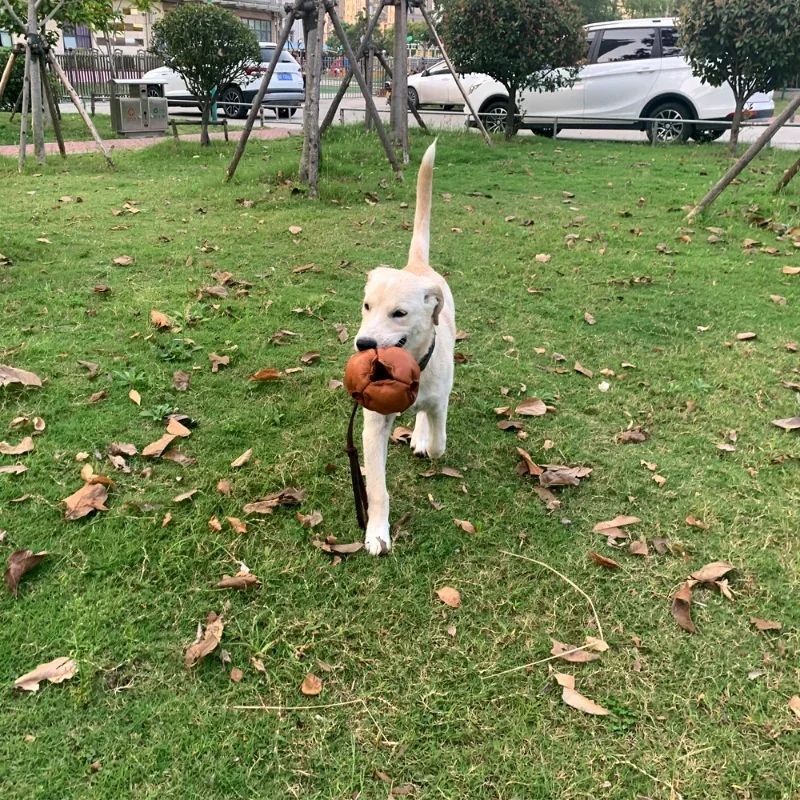 Leather Dog Training Ball with Handle